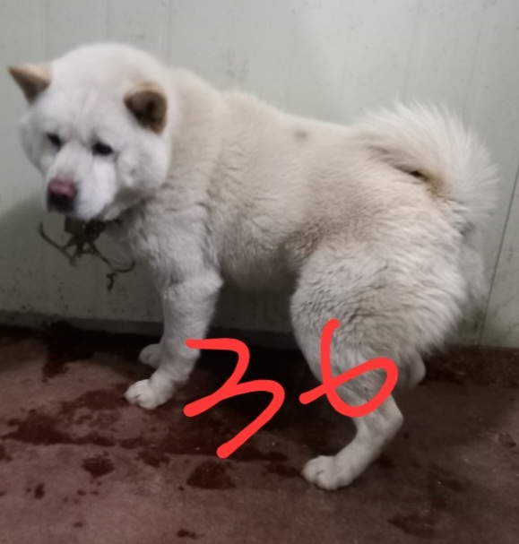 믹스견 이미지 파일 입니다.